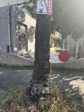 可可椰子基部.JPG