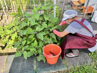 14.廚工採收茄子.jpg