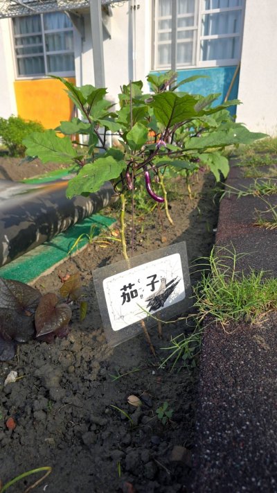 7.茄子.jpg