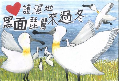 高-銀獎 翁婕晰 愛護濕地 黑面琵鷺來過冬.jpg