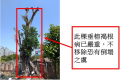 1(垂榕).png
