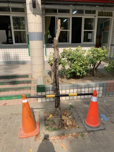 危險樹木2.jpg